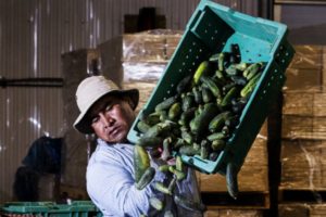 A decade ago, Sunshine Farms purchased a National Pickle Separator from the old Bick's receiving station. The separator directs the cucumbers into eight grading categories. (Tara Walton)