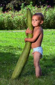 Levi Carter, 2, holds a 43-inch cucumber grown at the Knoxville, MD home of his great-grandfather, Butch Taulton.