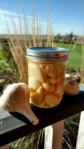 Holly Hughes Pickled garlic is a farm-fresh option for preserving a milder version of this pungent root herb that serves as a tangy yet sweet garnish on salads, topping a pasta or a suprising morsel of crunch as a standalone appetizer on a relish tray.